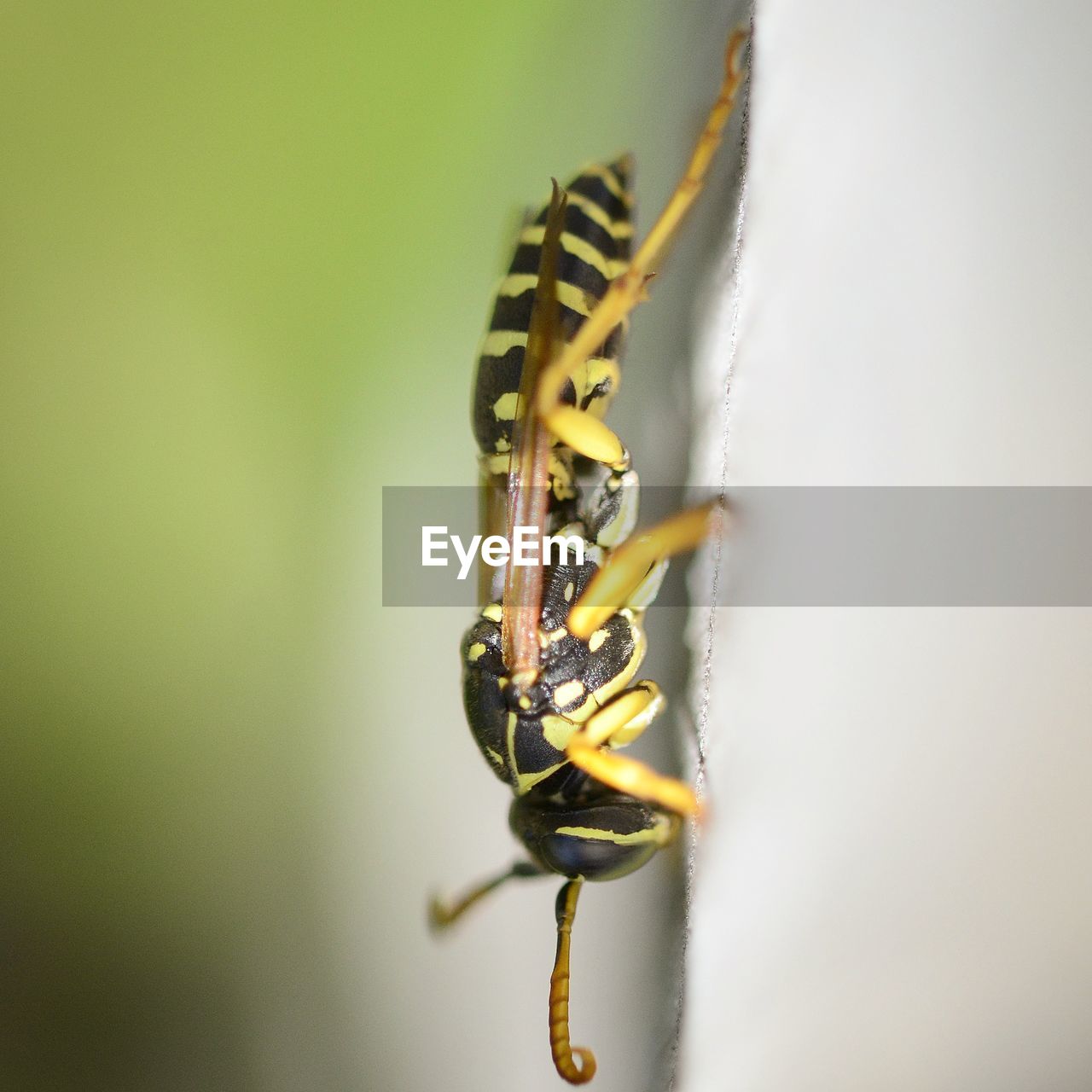 CLOSE-UP OF GRASSHOPPER