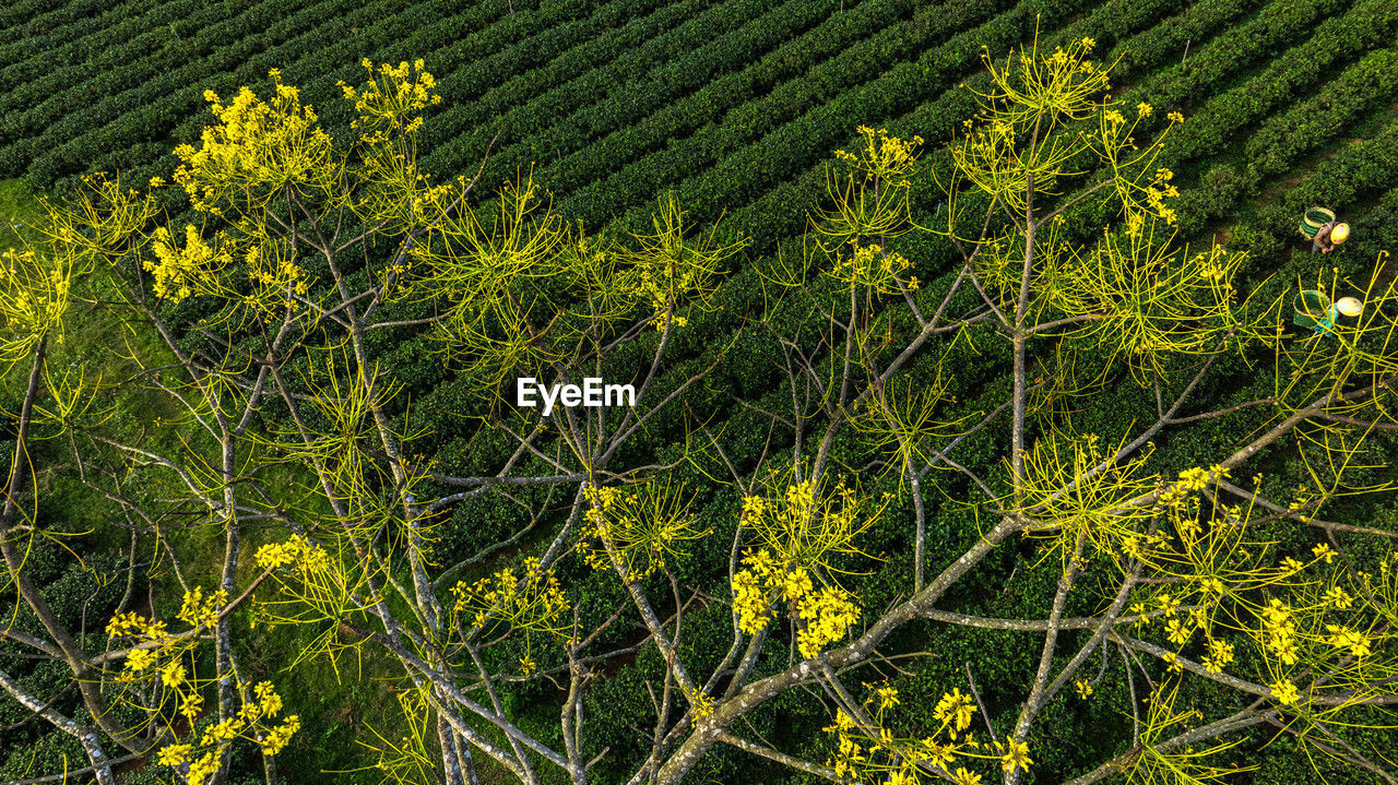 plant, growth, green, beauty in nature, nature, land, flower, no people, field, yellow, day, shrub, tranquility, tree, high angle view, agriculture, rapeseed, landscape, outdoors, leaf, freshness, environment, scenics - nature, sunlight, vegetation, rural scene, plant part, meadow, produce, full frame, crop, farm, wildflower, backgrounds