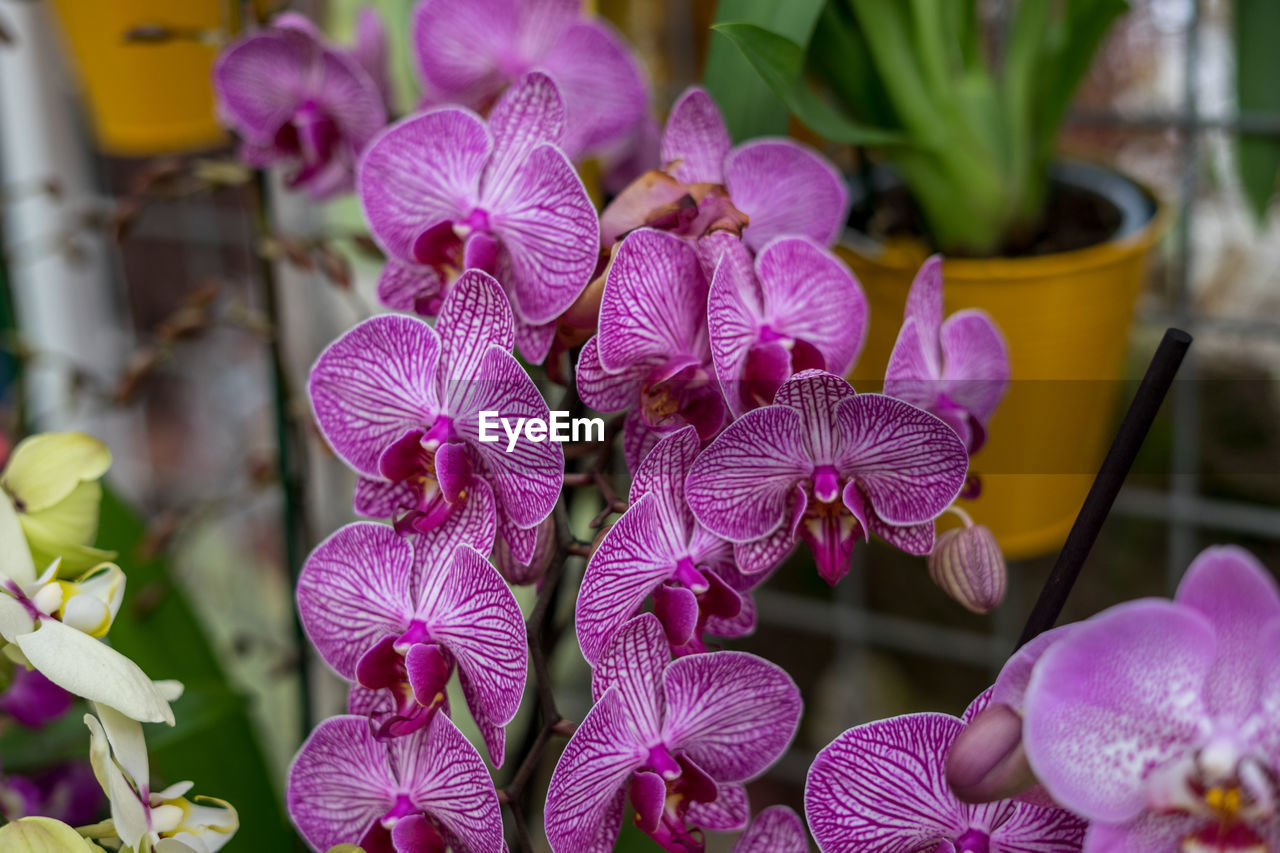 CLOSE-UP OF PURPLE ORCHID FLOWERS