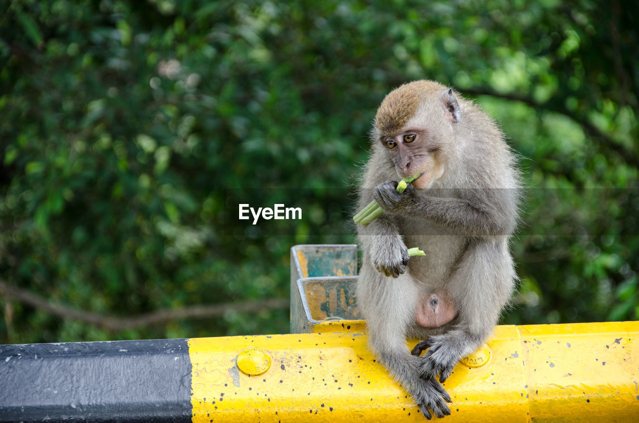 PORTRAIT OF MONKEY SITTING ON TREE