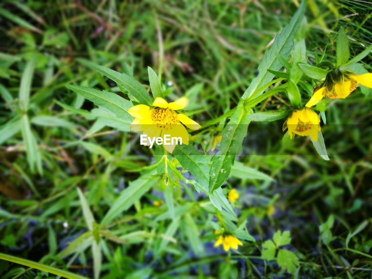 CLOSE-UP OF YELLOW FLOWER