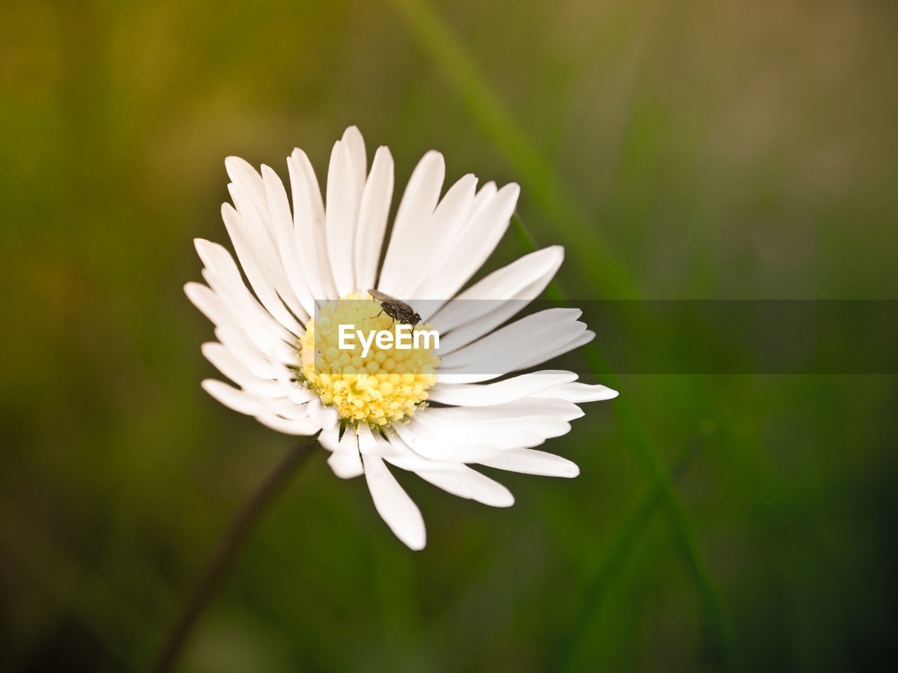 Insect hovering on daisy at field