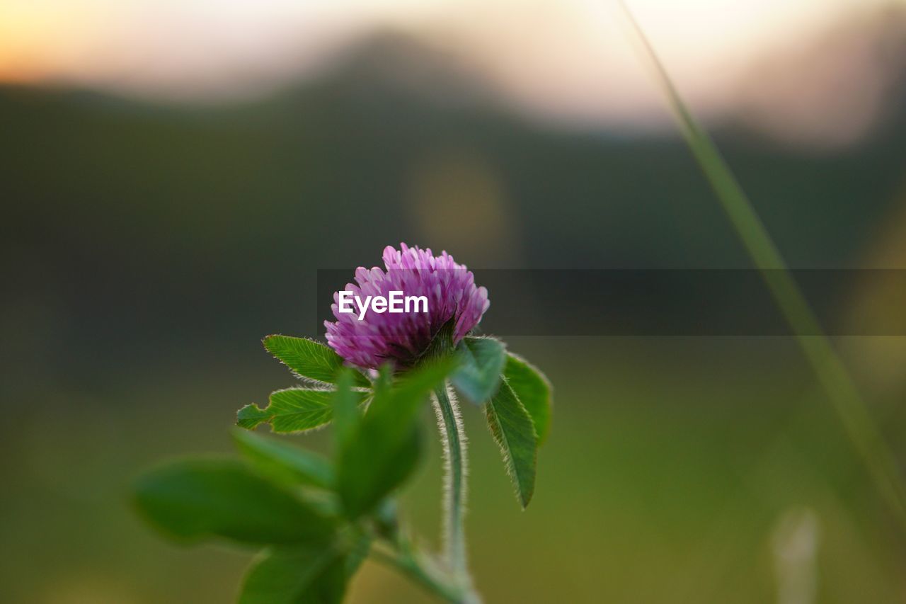 CLOSE-UP OF FLOWER