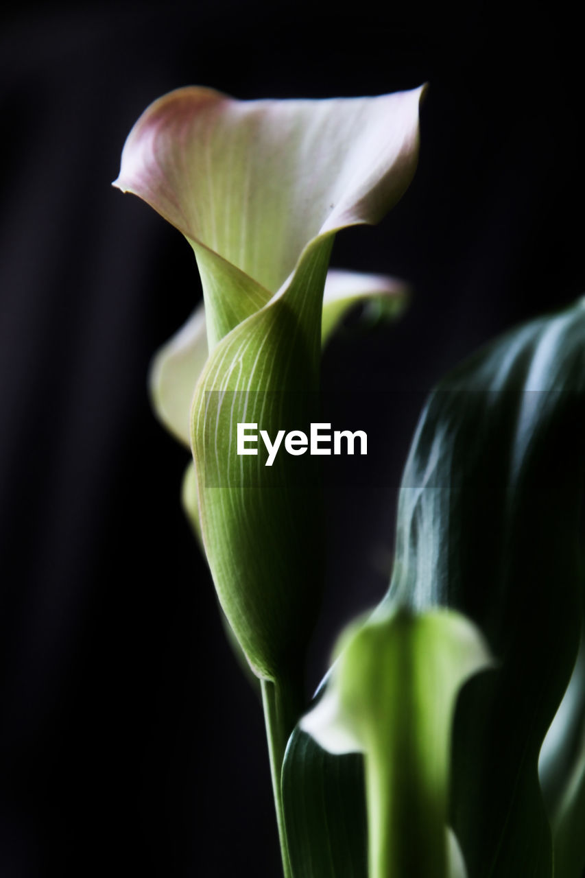 green, flower, plant, freshness, flowering plant, beauty in nature, black background, close-up, macro photography, plant stem, studio shot, no people, nature, yellow, growth, petal, inflorescence, flower head, plant part, leaf, fragility, indoors, calla lily, vegetable