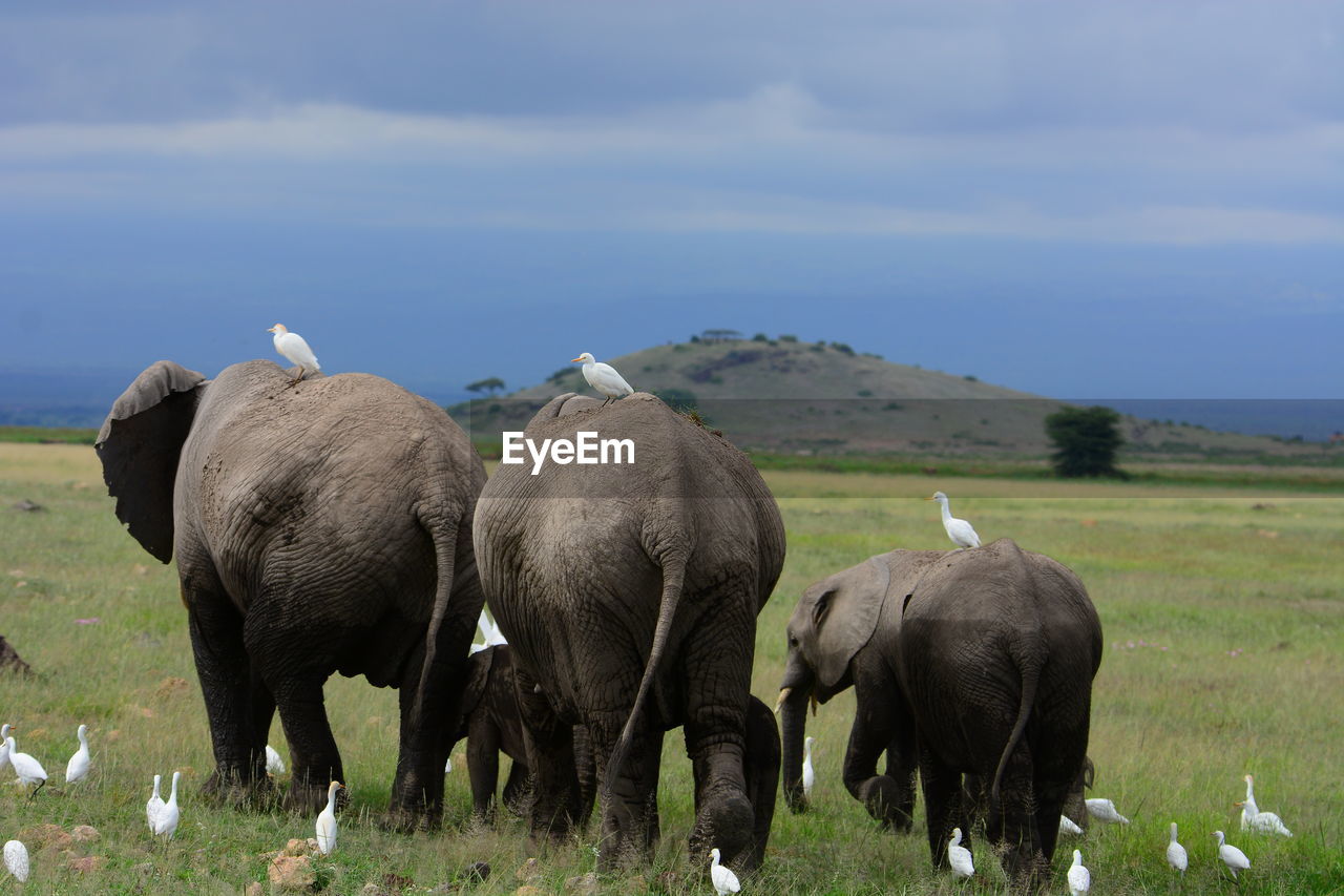 Great egrets and elephant family on grassy field against sky