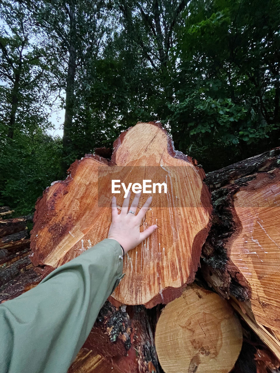 tree, wood, plant, forest, log, timber, one person, nature, deforestation, day, firewood, leisure activity, lumber industry, leaf, hand, lifestyles, land, trunk, outdoors, logging, personal perspective, tree stump, bark, environmental issues, adult, tree trunk, woodland, autumn, rock