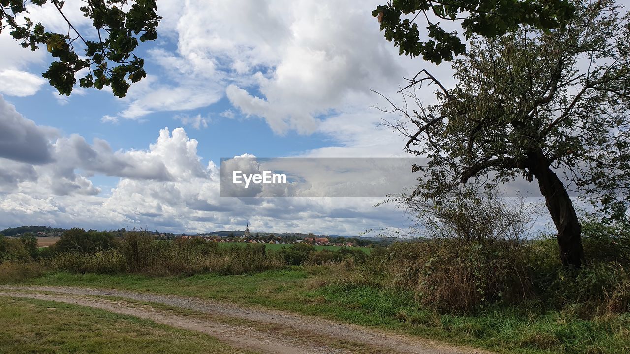 PANORAMIC SHOT OF TREES ON LAND