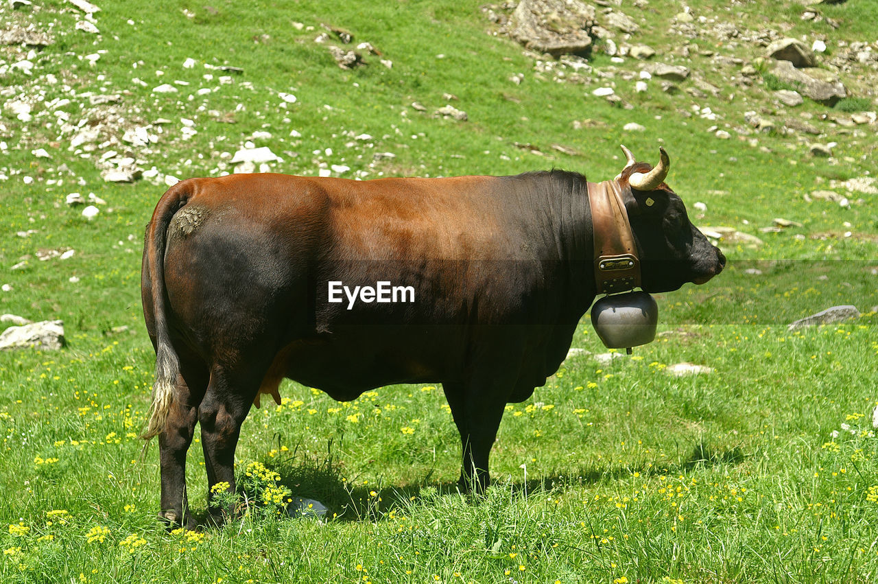 Side view of cow standing on grassy field