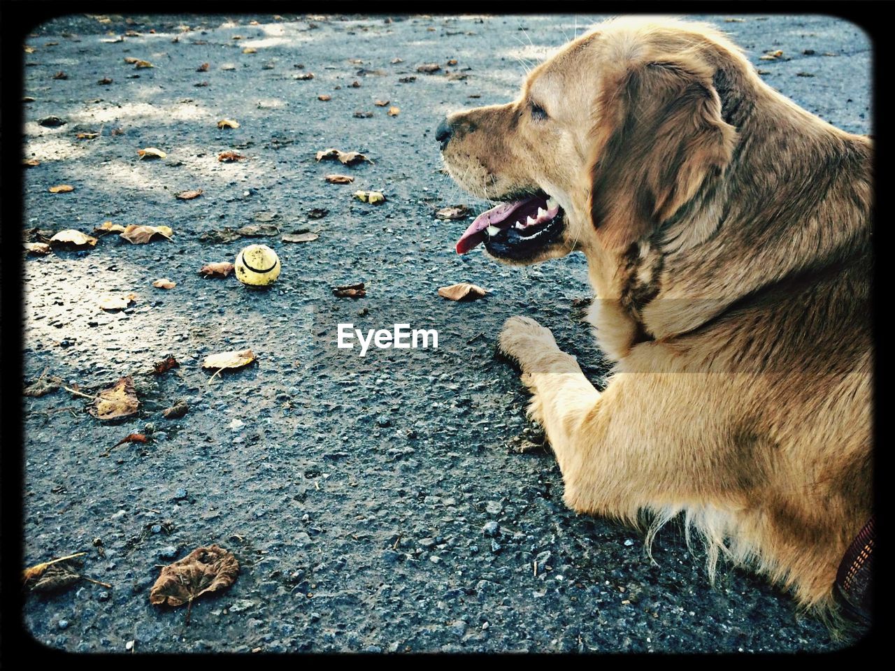 Close-up of dog sitting on field