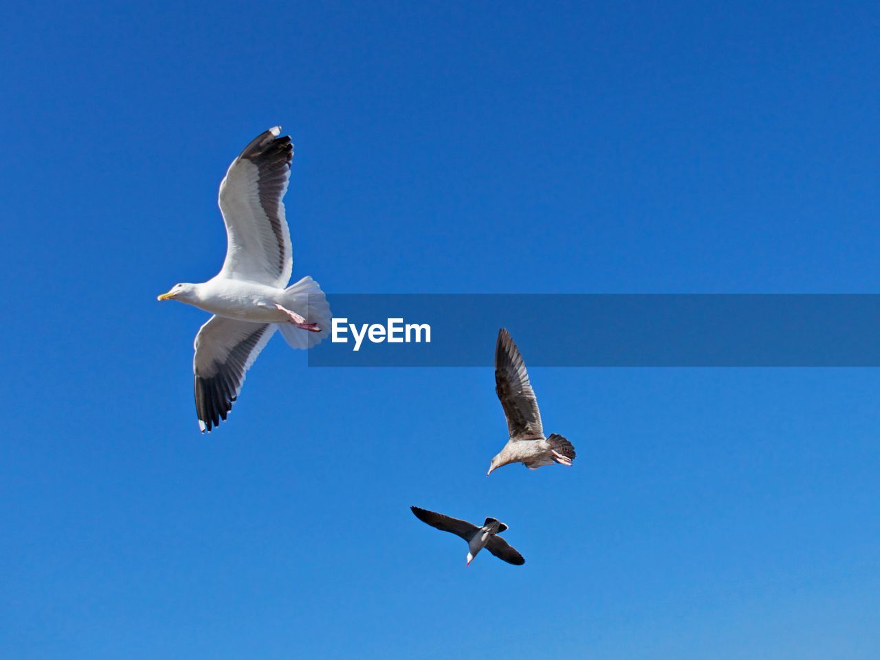 LOW ANGLE VIEW OF BIRDS FLYING IN SKY