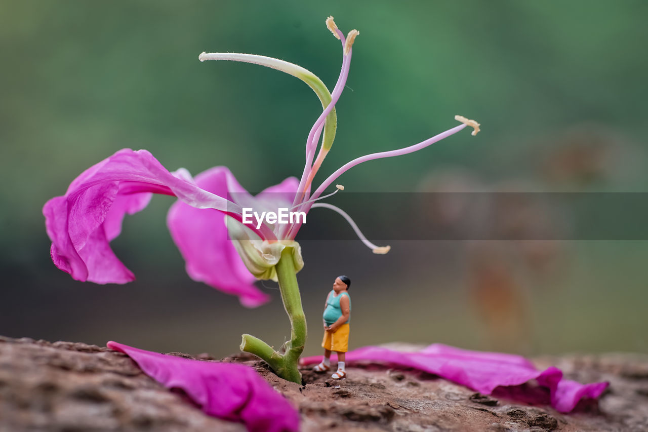 CLOSE-UP OF PINK ROSE IN PURPLE FLOWER
