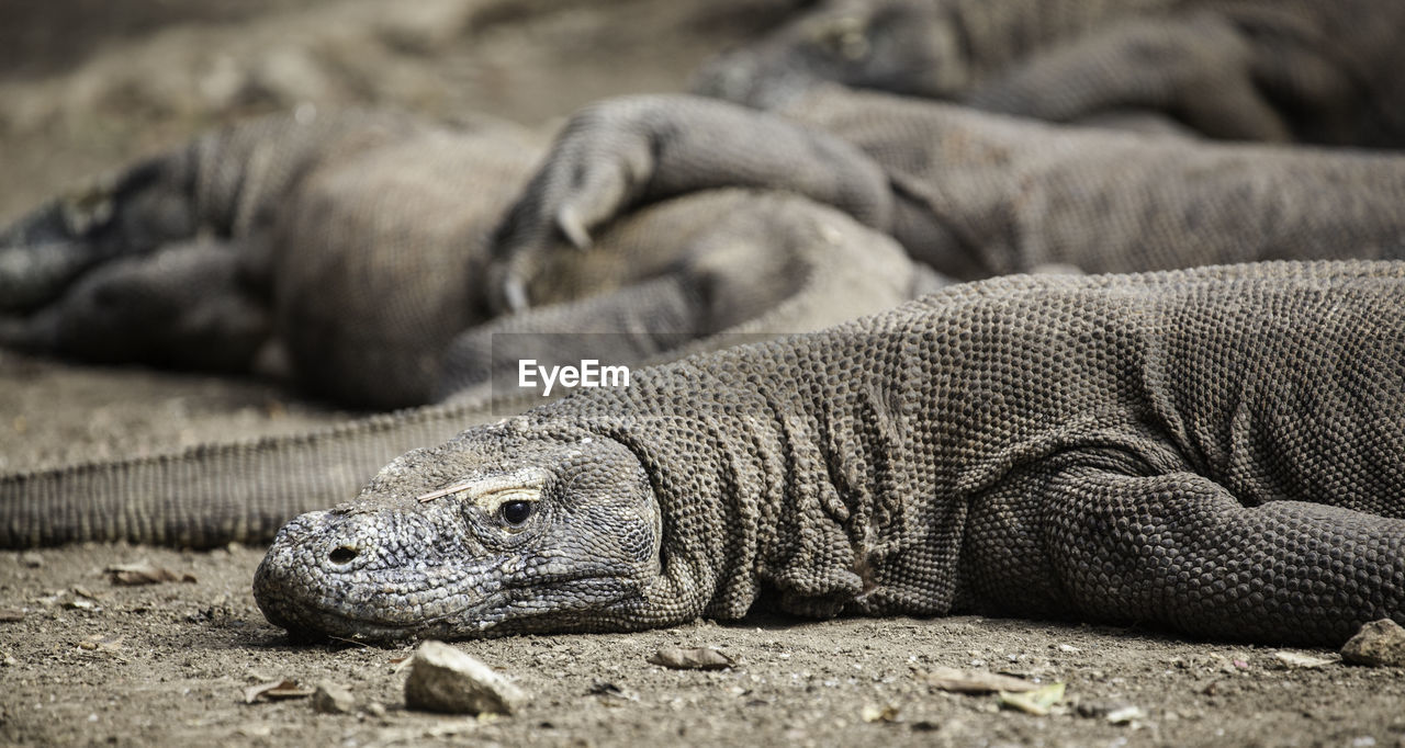 CLOSE-UP OF LIZARD