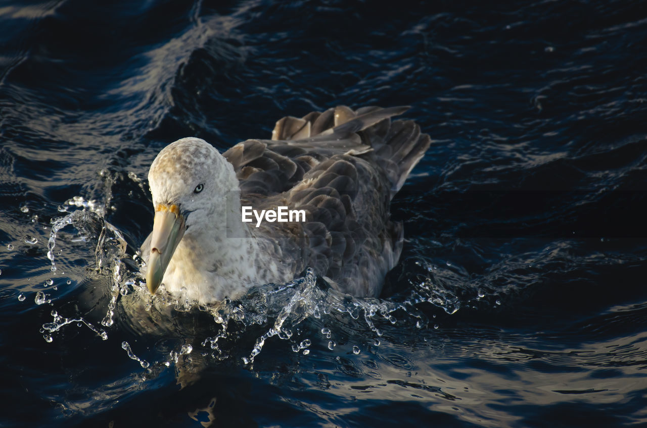 Antarctic giant petrel roaming around antarctica