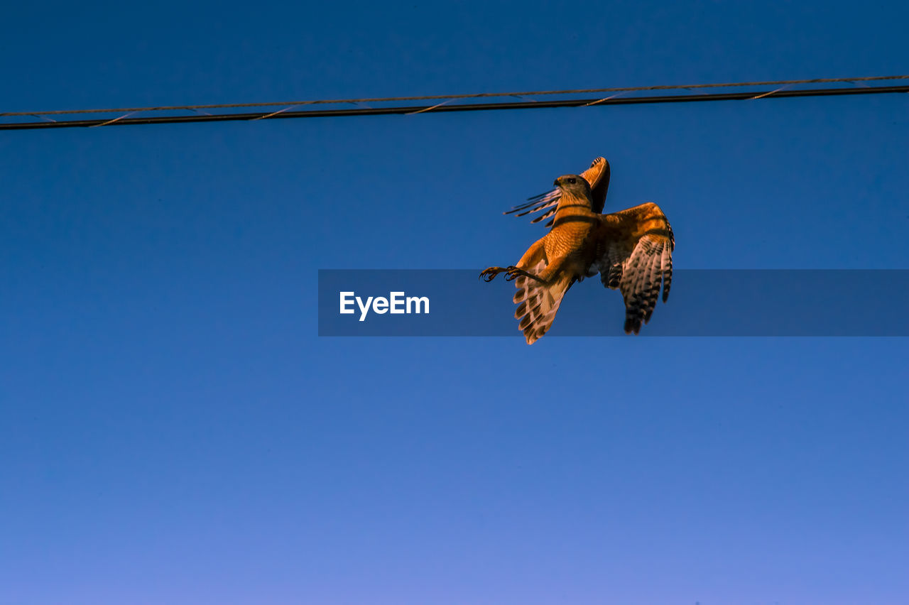 Low angle view of bird flying against clear blue sky