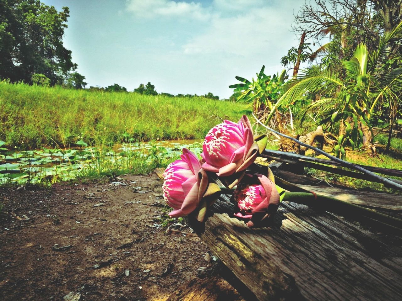 CLOSE-UP OF PINK FLOWER GROWING ON FIELD