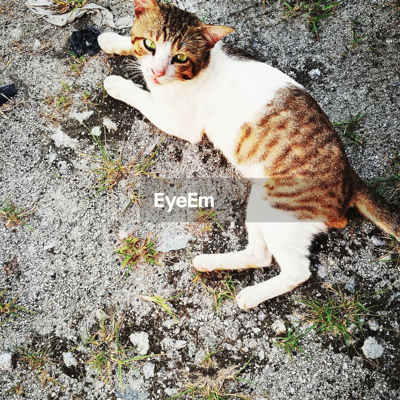 HIGH ANGLE PORTRAIT OF CAT SITTING BY KITTEN