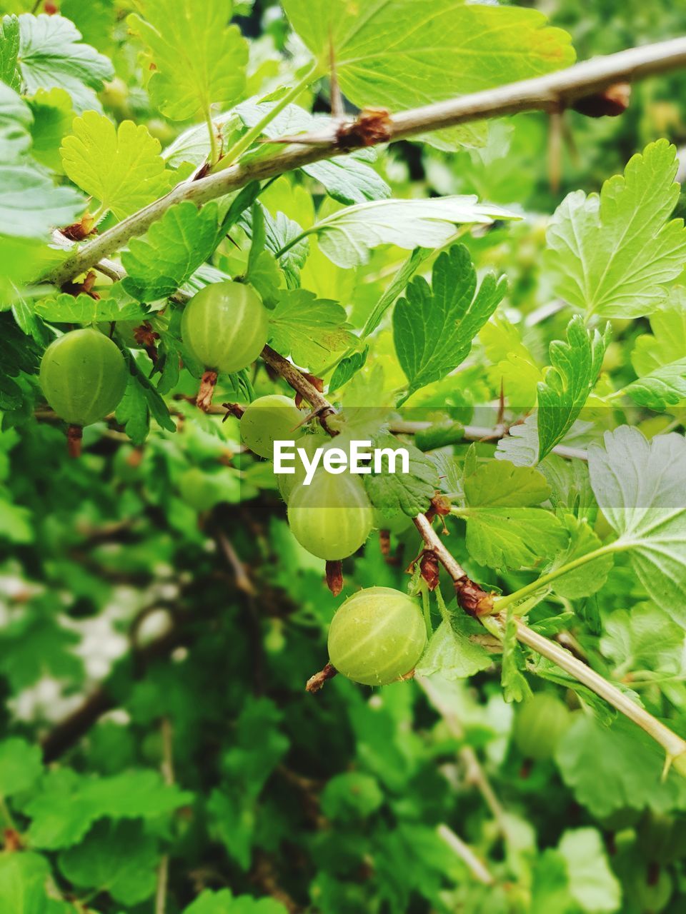 CLOSE-UP OF FRUITS ON TREE