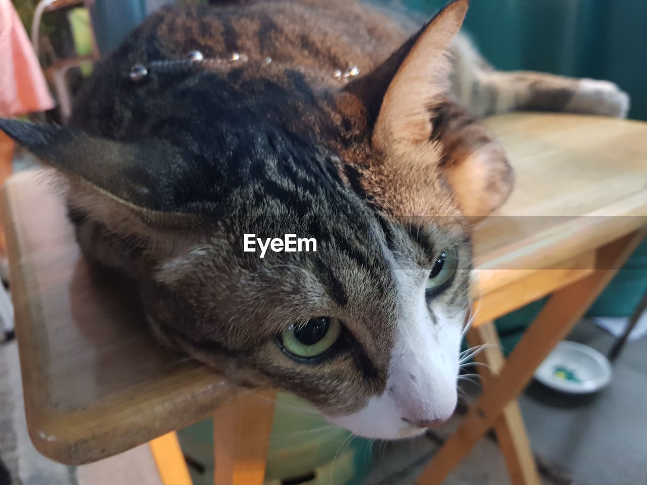 Close-up portrait of a cat