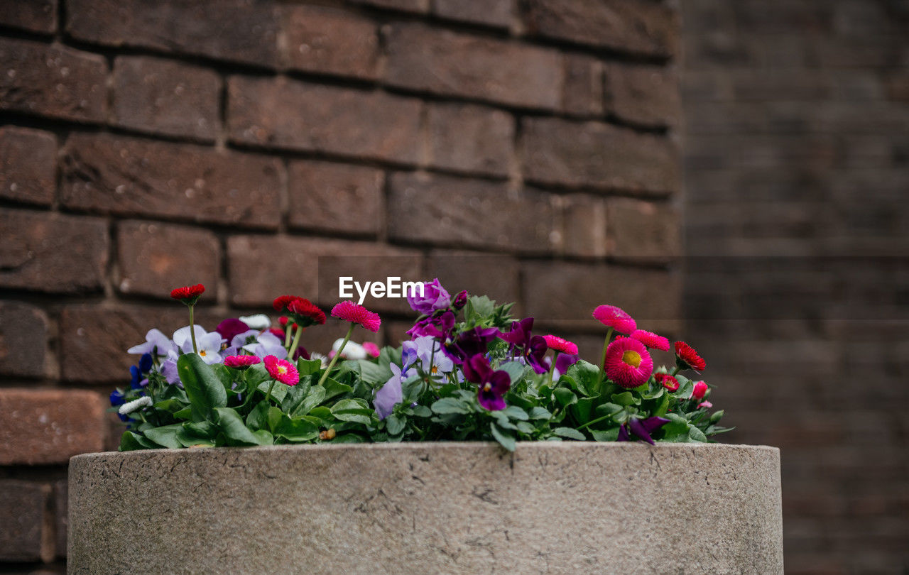 flower, flowering plant, plant, wall, nature, freshness, growth, fragility, brick, architecture, beauty in nature, brick wall, wall - building feature, no people, day, green, outdoors, built structure, close-up, flowerpot, potted plant, spring, pink, building exterior, flower head, red