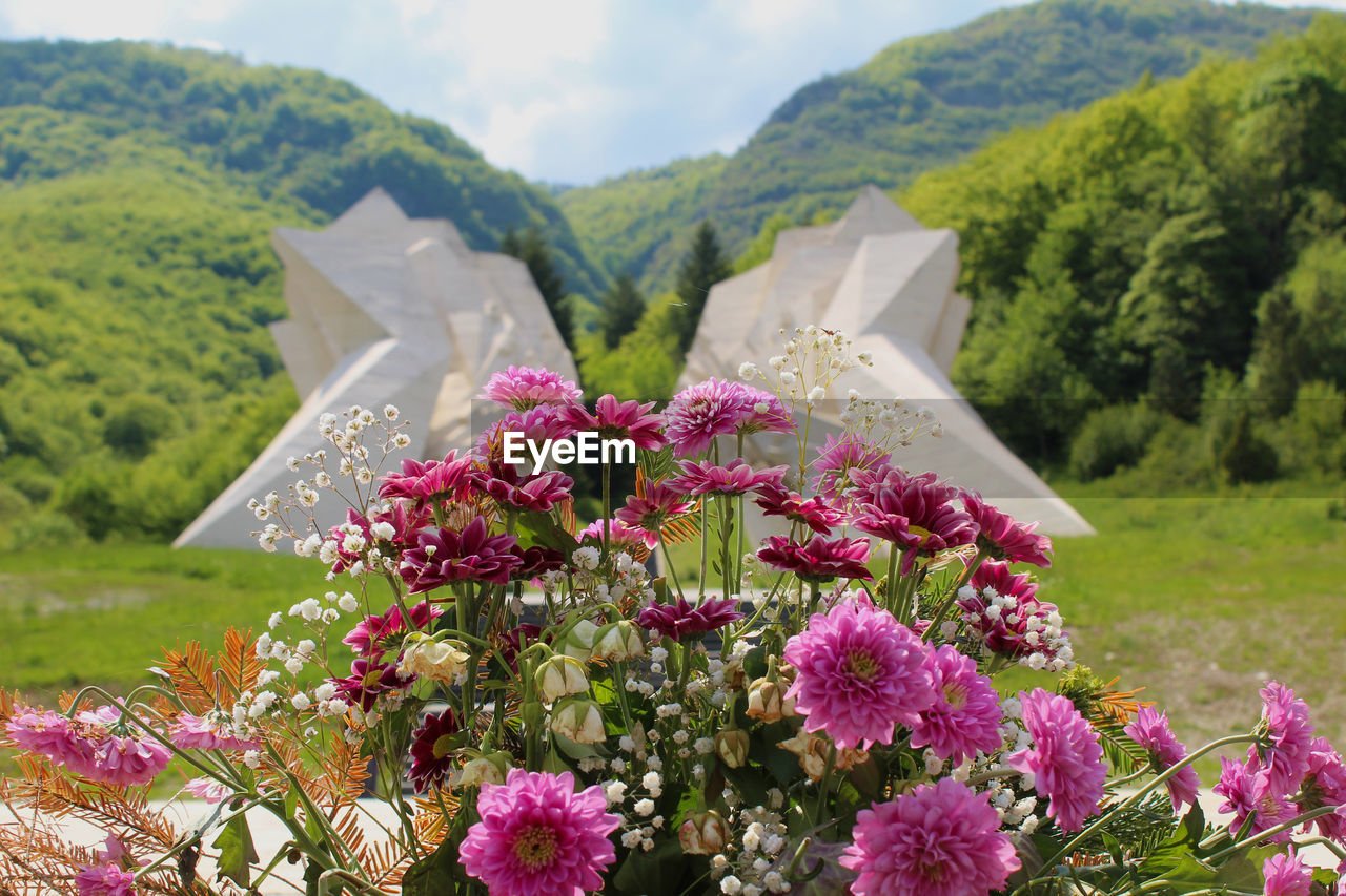 Close-up of pink flowering plants on mountain