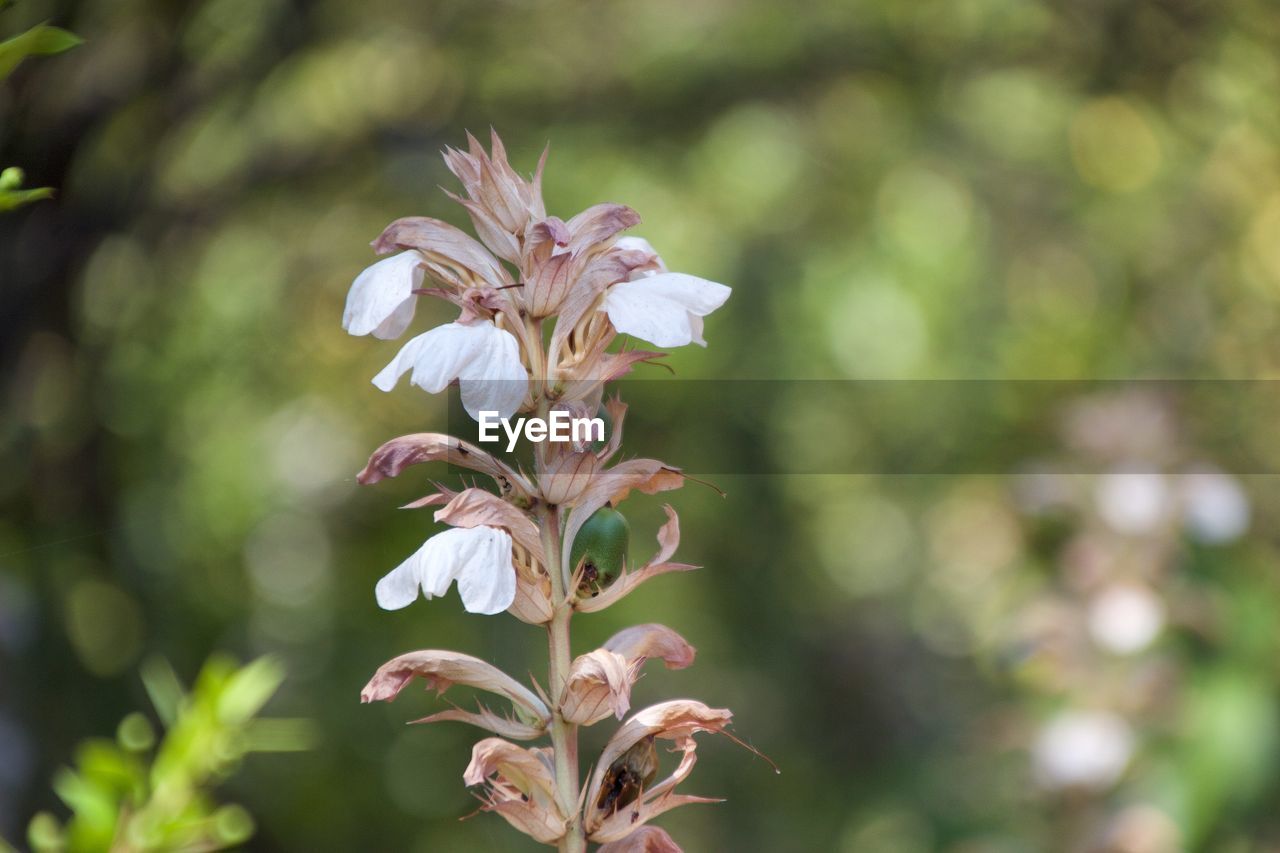 Close-up of flower against blurred background