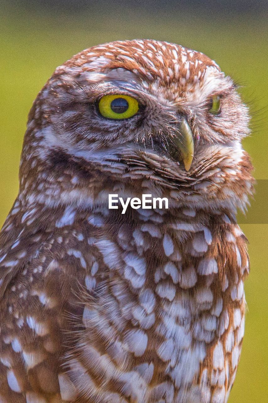 Close-up of burrowing owl outdoors