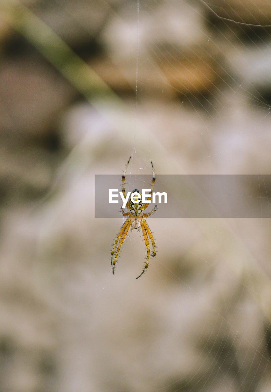 Close-up of spider on web