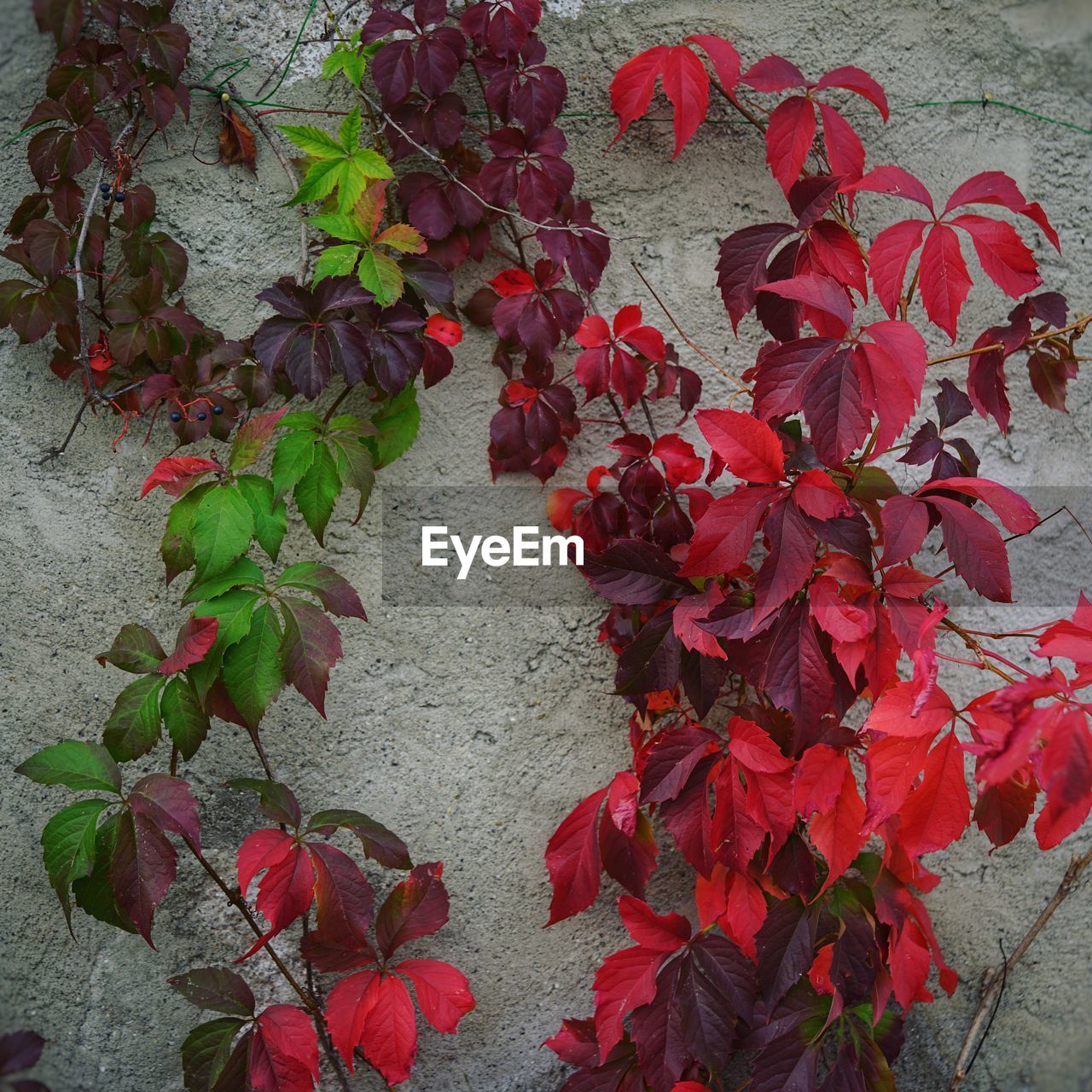 CLOSE-UP OF RED LEAVES ON PLANT