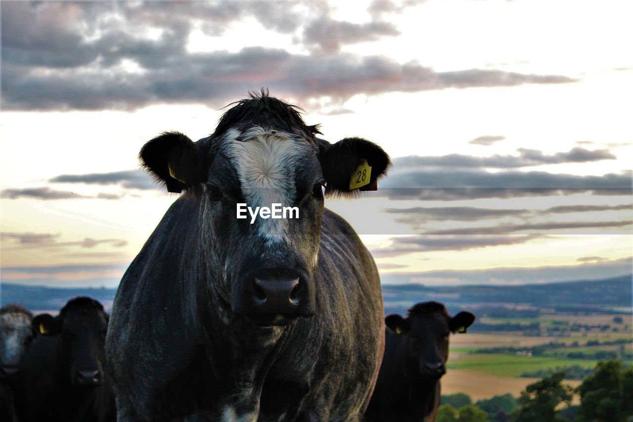 CLOSE-UP OF COW ON LANDSCAPE AGAINST SKY