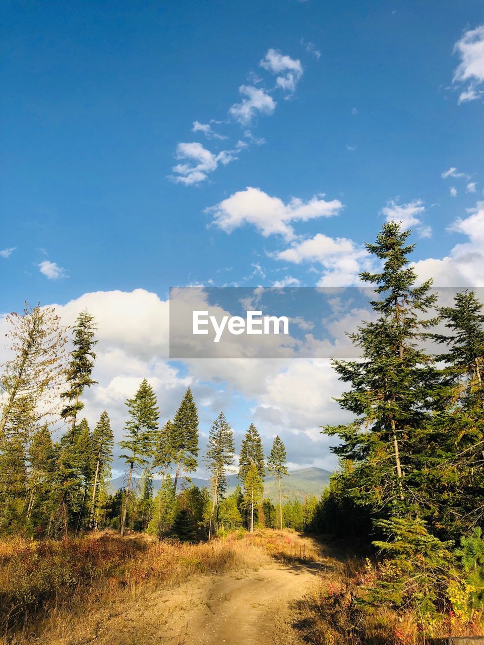 Scenic view of trees growing in forest against sky