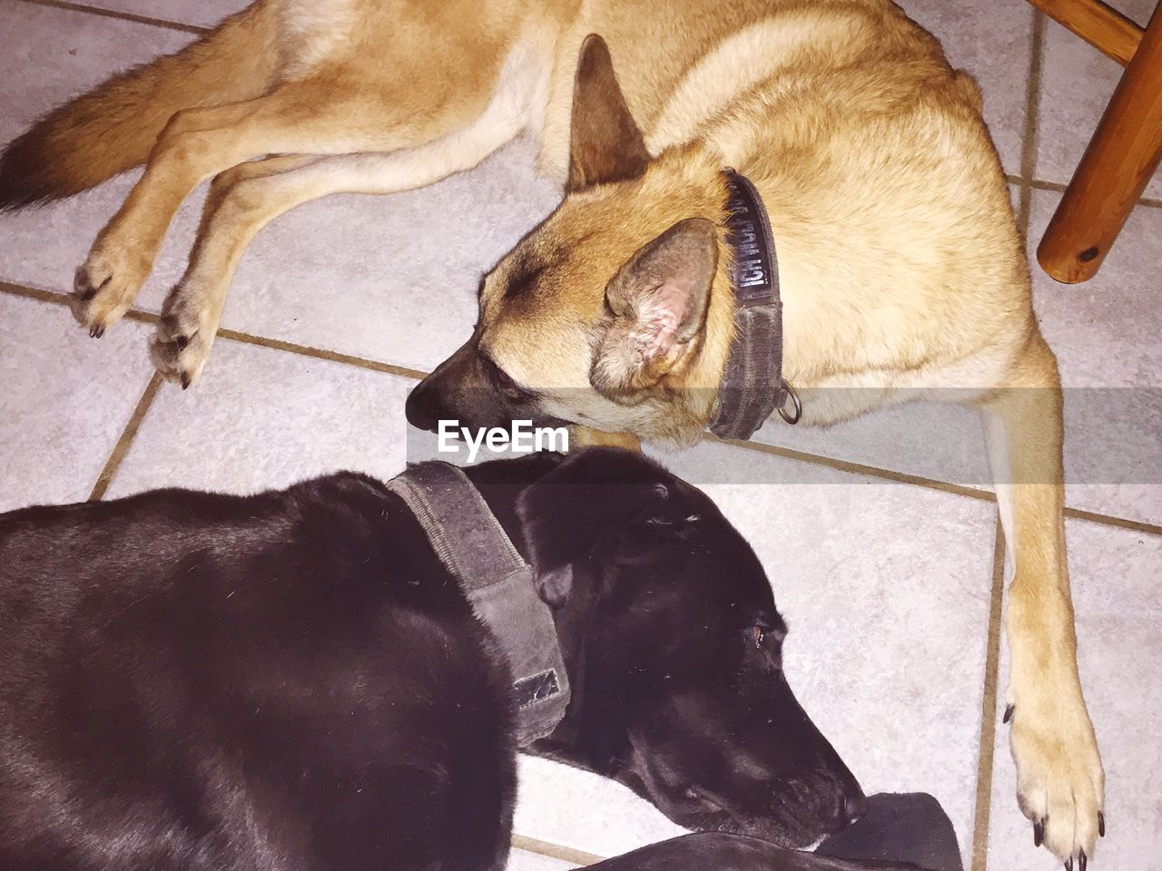 High angle view of belgian malinois dogs relaxing on tiled floor at home