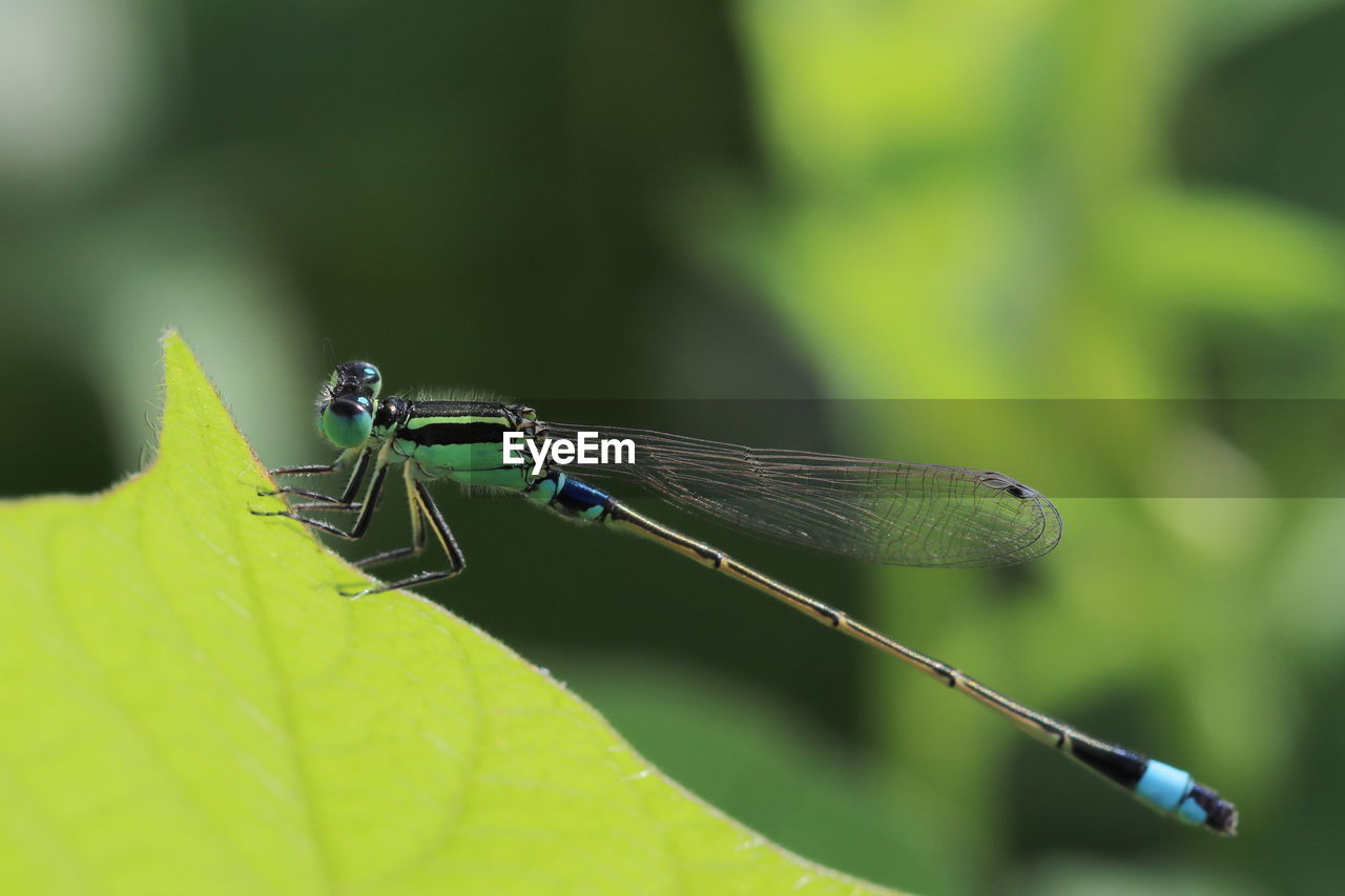 dragonflies and damseflies, animal, animal themes, insect, green, animal wildlife, dragonfly, wildlife, animal wing, one animal, macro photography, close-up, plant part, leaf, nature, focus on foreground, plant, plant stem, no people, macro, outdoors, day, beauty in nature, animal body part, wing, environment, fly