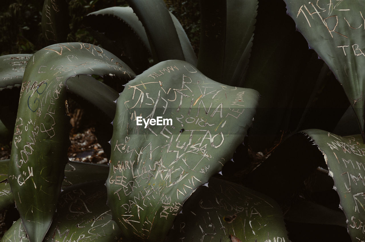 High angle view of text on leaf