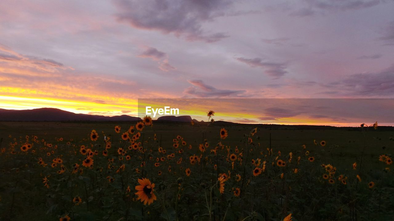 SCENIC VIEW OF FIELD AGAINST SKY AT SUNSET