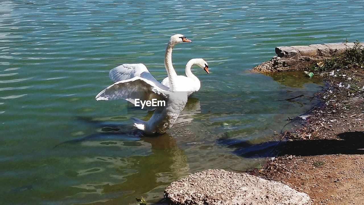 REFLECTION OF BIRDS IN WATER