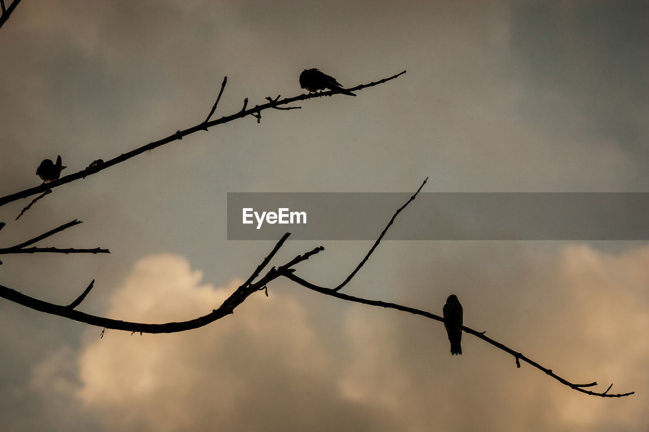 LOW ANGLE VIEW OF SILHOUETTE BIRDS PERCHING ON TREE