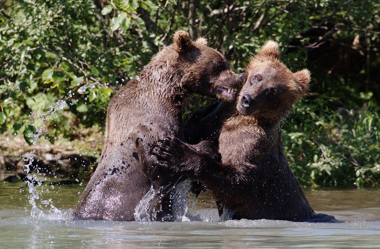Close-up of two bears splashing in water