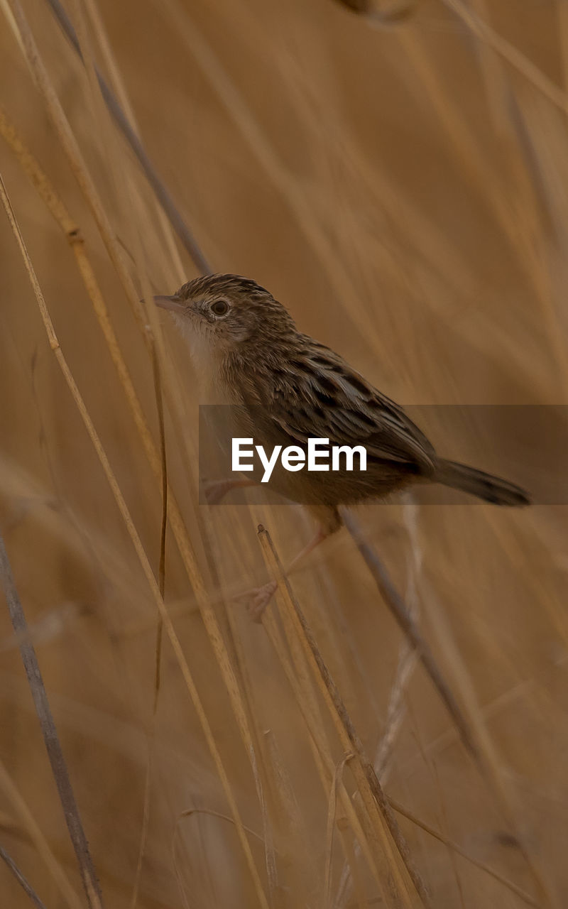 LOW ANGLE VIEW OF BIRD PERCHING ON THE GROUND