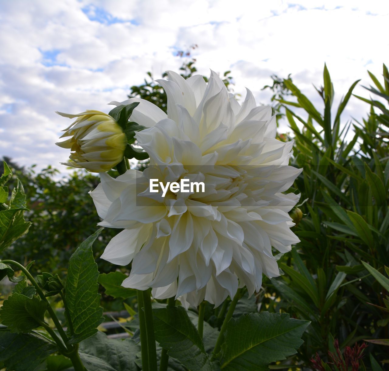 CLOSE-UP OF WHITE FLOWER BLOOMING IN PARK