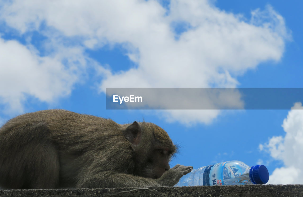 Monkey with bottle against sky on retaining wall