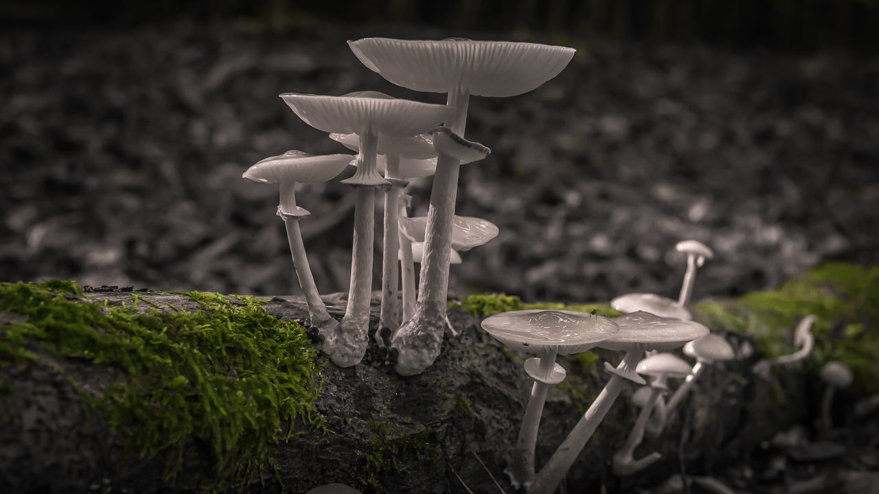 CLOSE-UP OF MUSHROOM GROWING ON PLANT