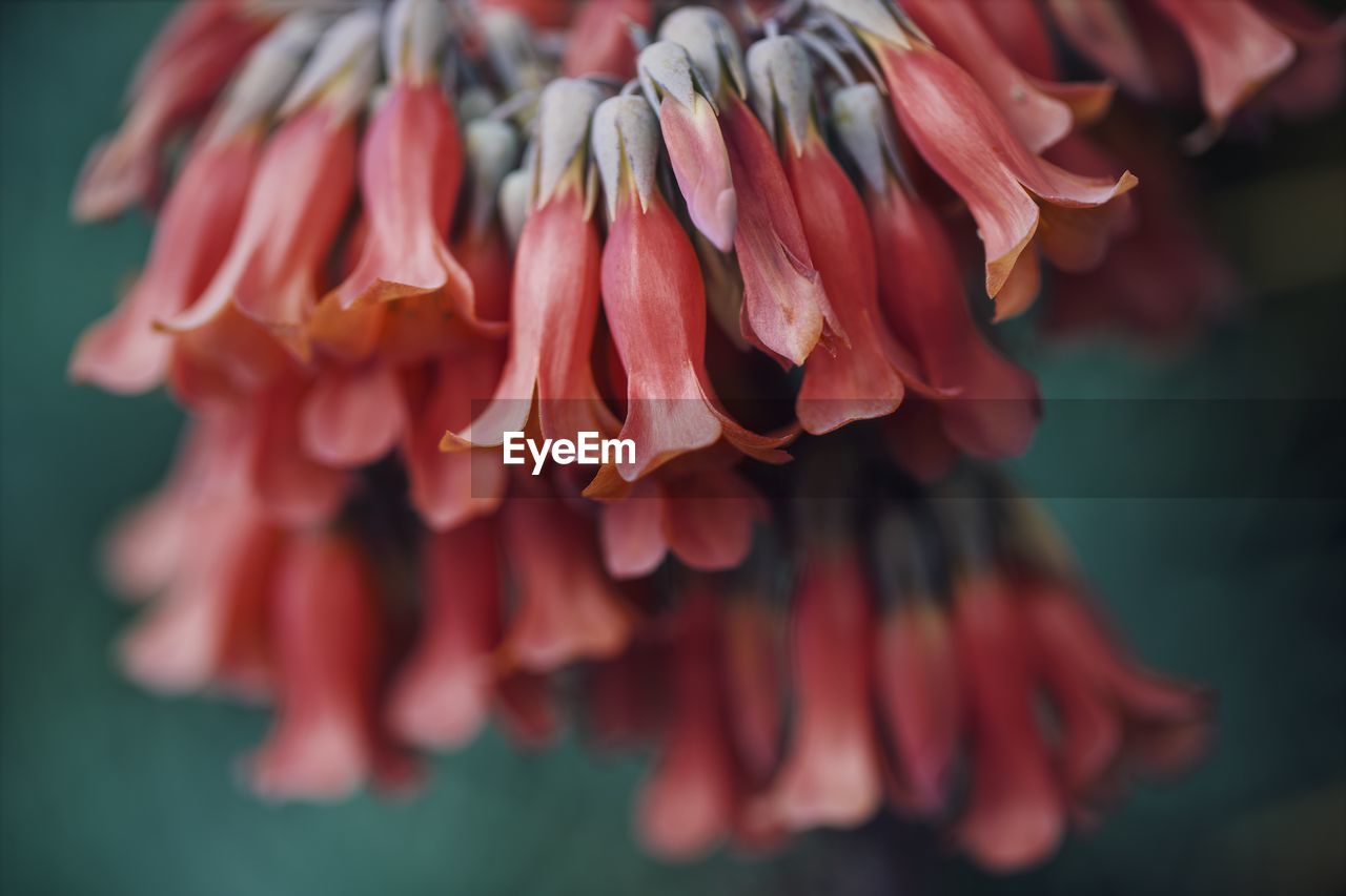 Close-up of red flowering plant