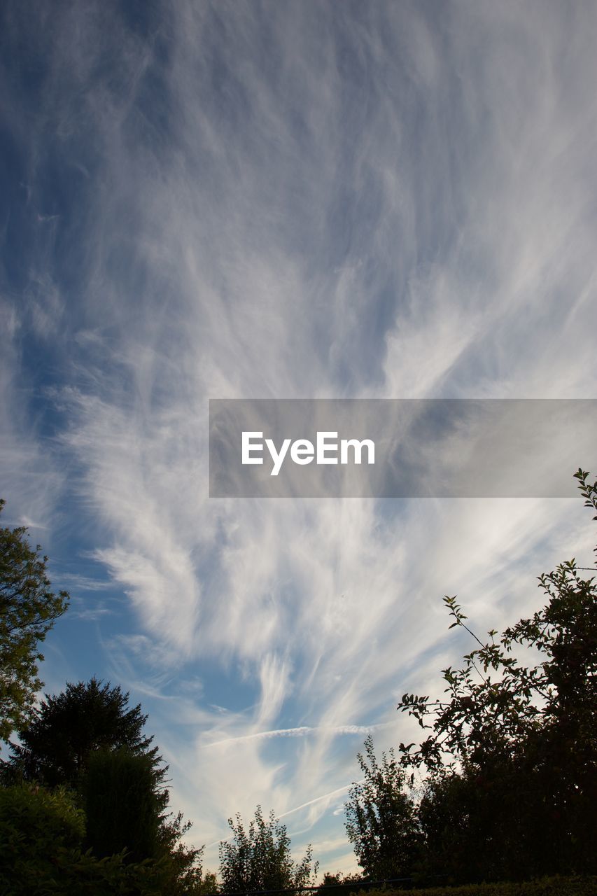 LOW ANGLE VIEW OF TREE AGAINST SKY