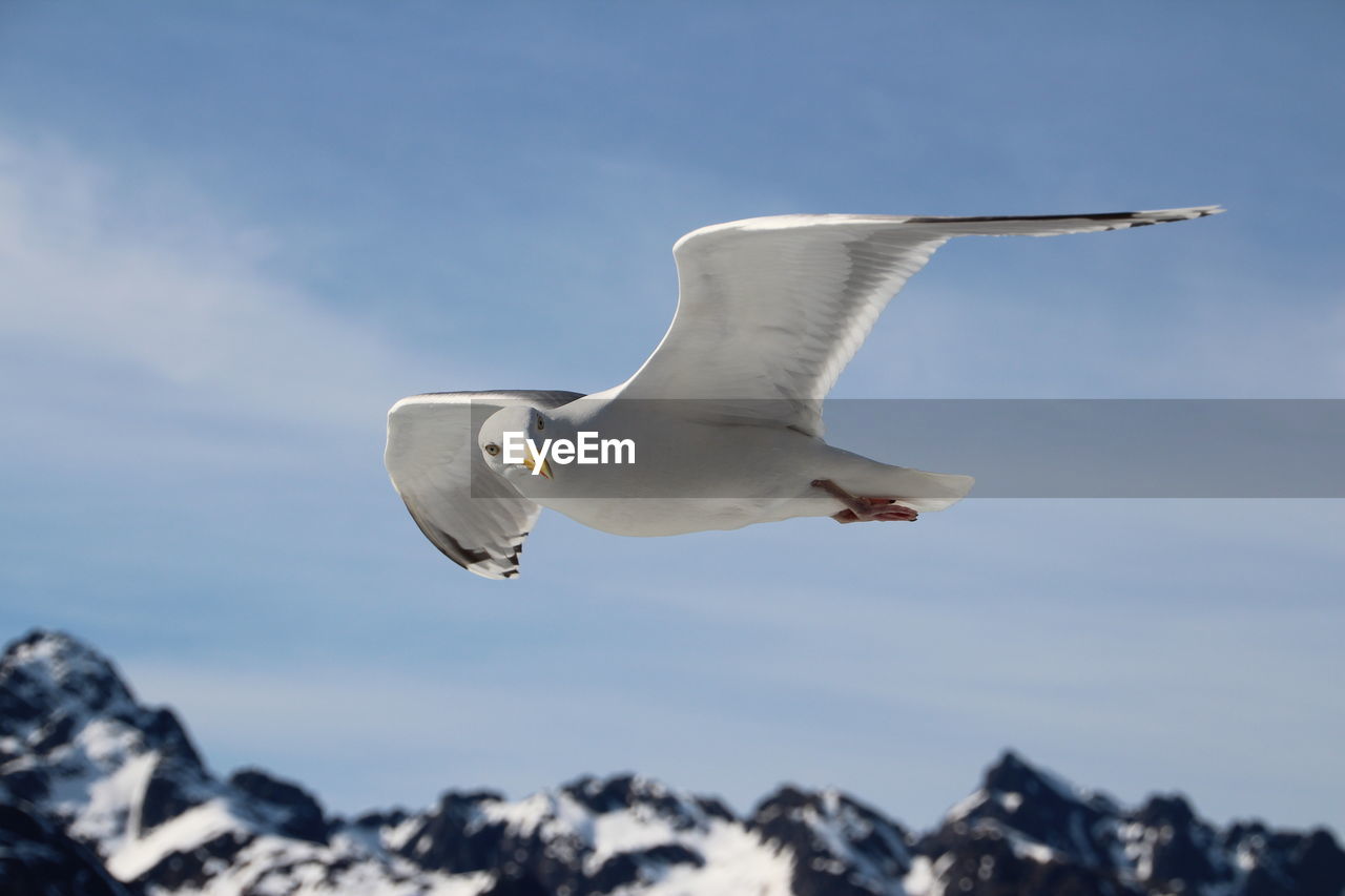 Low angle view of seagull flying against sky