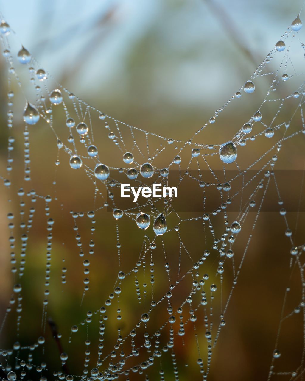 Close-up of wet spider web