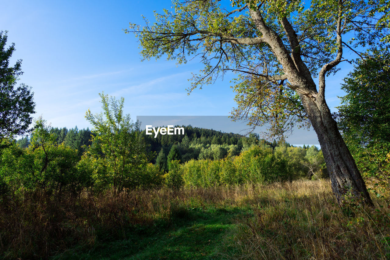 SCENIC VIEW OF TREES GROWING ON FIELD