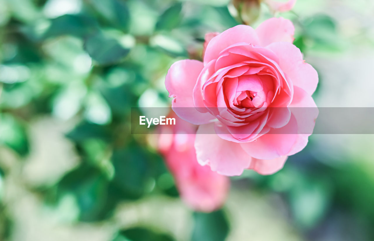 flower, plant, flowering plant, beauty in nature, rose, pink, freshness, petal, nature, close-up, flower head, inflorescence, fragility, rose wine, leaf, plant part, blossom, no people, garden roses, outdoors, wine, rose - flower, fashion show, focus on foreground, springtime, macro photography, growth, multi colored, fashion