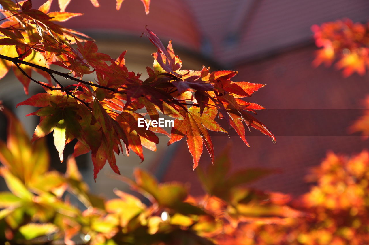 autumn, leaf, plant part, tree, plant, nature, beauty in nature, maple tree, maple leaf, orange color, branch, environment, maple, land, autumn collection, red, sunlight, no people, landscape, tranquility, multi colored, outdoors, scenics - nature, sky, yellow, flower, day, selective focus, focus on foreground, forest, vibrant color, arts culture and entertainment, close-up, idyllic, travel, tranquil scene, backgrounds, rural scene, non-urban scene, sunset