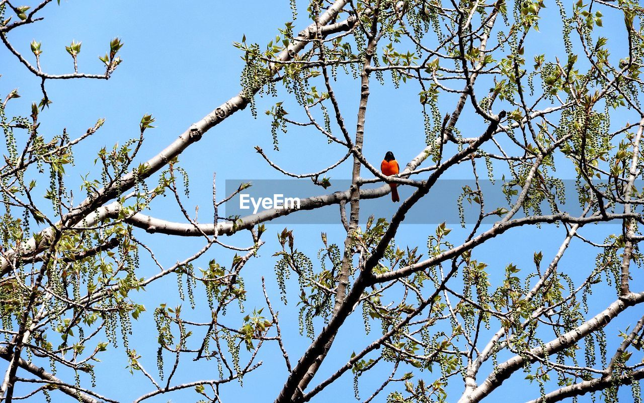 LOW ANGLE VIEW OF BIRD PERCHING ON BRANCH AGAINST SKY