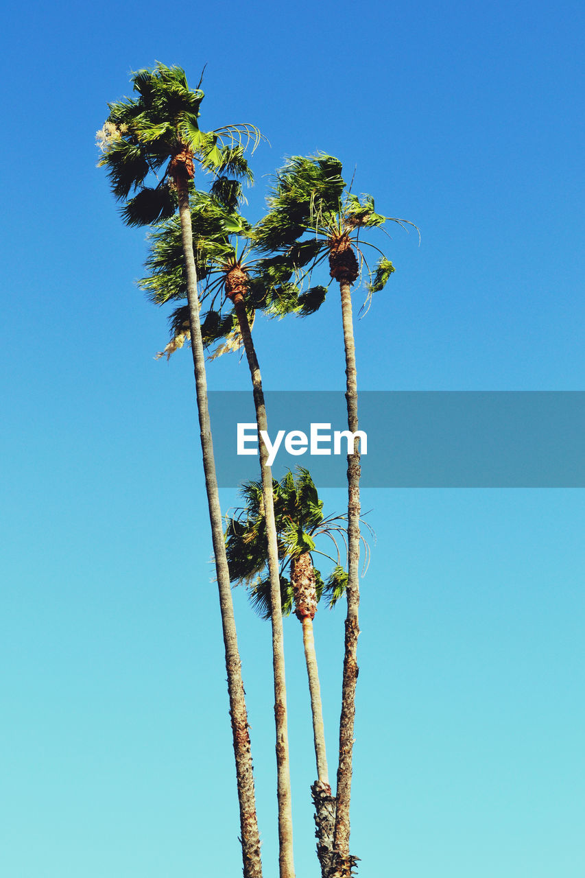 Low angle view of palm tree against clear blue sky